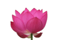 lotus, summer, flower wallpaper, spring, flower background, flower, pond, nature, blossom, pink, bloom, blooming, beautiful flowers, white, lake, red lotus, transparent