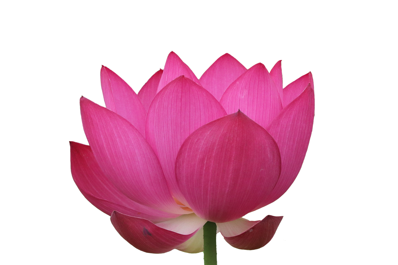 lotus, summer, flower wallpaper, spring, flower background, flower, pond, nature, blossom, pink, bloom, blooming, beautiful flowers, white, lake, red lotus, transparent